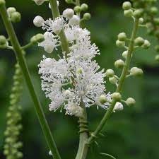 Cimicifuga Racemosa Flower Seeds for Planting, Heirloom, Non-GMO, 100