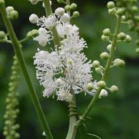 Cimicifuga Racemosa Flower Seeds for Planting, Heirloom, Non-GMO, 100