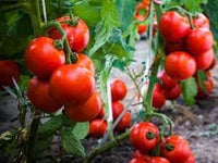Cherry Tomato Seeds for Planting - 100 pcs
