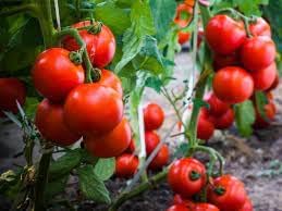 Cherry Tomato Solanum lycopersicum seeds for garden planting
