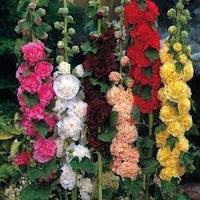 Heirloom Hollyhock Flower Seeds, Non-GMO, Tall Cottage Blooms for Garden Borders for planting in home garden