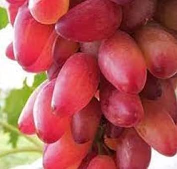 Gold Finger Grape Seeds for Planting - Growing Sweet Red Grapes, Heirloom Seeds