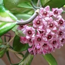 Heirloom Non-GMO Hoya Carnosa Flower Seeds – Fragrant Tropical Flower Seeds for Planting