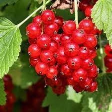 Currant Fruit Seeds for Planting - Harvesting Tiny, Sweet Berries, GMO Free, Heirloom Seedss