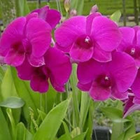 Pink Dendrobium Flower Seeds – Heirloom Non-GMO Orchid Seeds for Elegant Garden Planting
