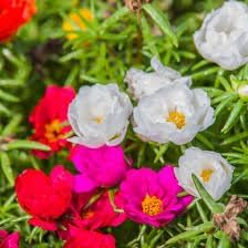 Heirloom Non-GMO Portulaca Grandiflora Flower Seeds | Vibrant Moss Rose Blooms for planting in home garden