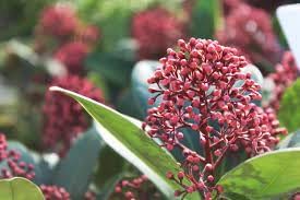 Skimmia Plant Seeds Heirloom Non GMO Planting - 100 for planting in home garden