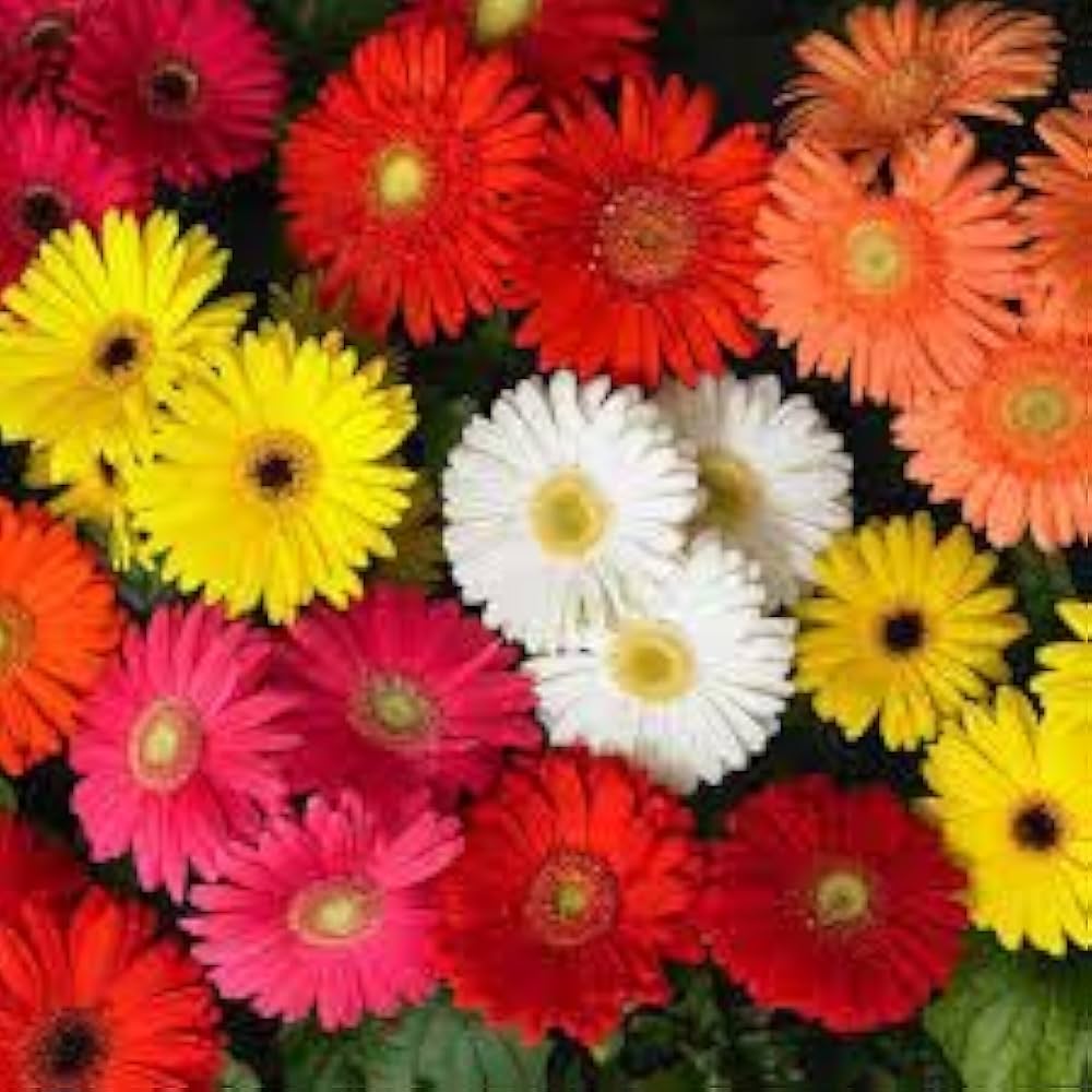 Gerbera Daisy 12-Color Mixed Flower Seeds for Home and Garden Planting