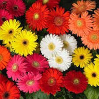 Gerbera Daisy 12-Color Mixed Flower Seeds for Home and Garden Planting