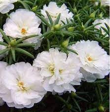 Moss Rose Flower Seeds for Planting – Heirloom, Non-GMO Seeds for Colorful Garden Blooms