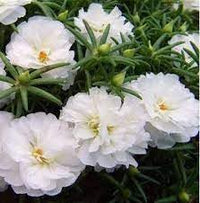 Moss Rose Flower Seeds for Planting – Heirloom, Non-GMO Seeds for Colorful Garden Blooms