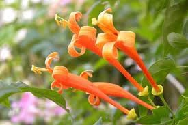 Lonicera Ciliosa Flower Seeds Heirloom Non GMO Planting - 100 for planting in home garden