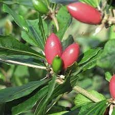 Ginkgo Biloba Fruit Seeds - Ancient and Medicinal Tree for Your Garden 100 pcs