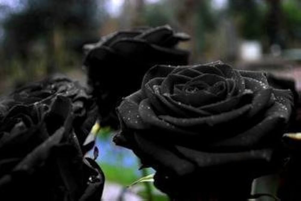Black Rose seeds for planting – dark velvety flowering plant seeds with deep green foliage, ideal for gardens, borders, and containers