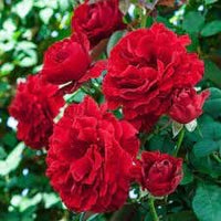 Climbing Rose Seeds for Planting – Heirloom, Non-GMO Seeds for Vertical Garden Blooms