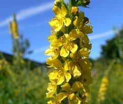 Agrimony Flower Seeds – Heirloom, Non-GMO, Medicinal Herb Blooms for Garden Planting