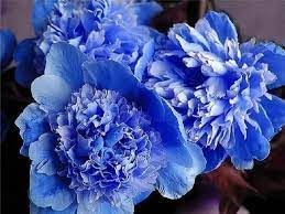 Suffruticosa Flower Seeds – Heirloom Non-GMO Seeds for Compact and Formal Garden Planting