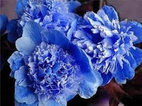 Suffruticosa Flower Seeds – Heirloom Non-GMO Seeds for Compact and Formal Garden Planting - Flower for planting in home garden