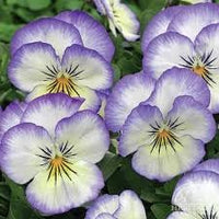 Heirloom Pansy Heartsease Flower Seeds for Planting, Non-GMO - Pansy for planting in home garden