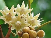 Mimusops Flower Seeds – Heirloom, Non-GMO, Fragrant Tropical Blooms for Garden Planting