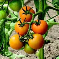 Heirloom Mixed Tomato Vegetable Seeds for Planting - Non-GMO Garden Seeds
