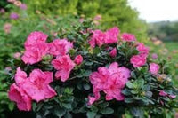 Japanese Azalea Rare Mixed Variety Flower Seeds