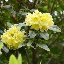 Heirloom Rhododendron Flower Seeds for Garden Planting, Non-GMO, Evergreen Shrub Blooms for Borders - Rhododendron for planting in home garden