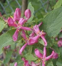 Lonicera Tatarica Flower Seeds, Heirloom, Non-GMO Seeds for Planting