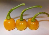 Bode Pepper Seeds for Planting – Non-GMO, Heirloom Vegetable Seeds