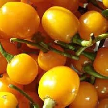 Bode Pepper Seeds for Planting – Non-GMO, Heirloom Vegetable Seeds