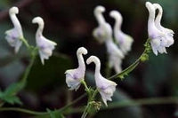 Heirloom Non-GMO White Swan Flower Seeds – Elegant Garden Blooms for Planting