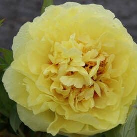 Paeonia Flower Seeds for Planting - 100 pcs