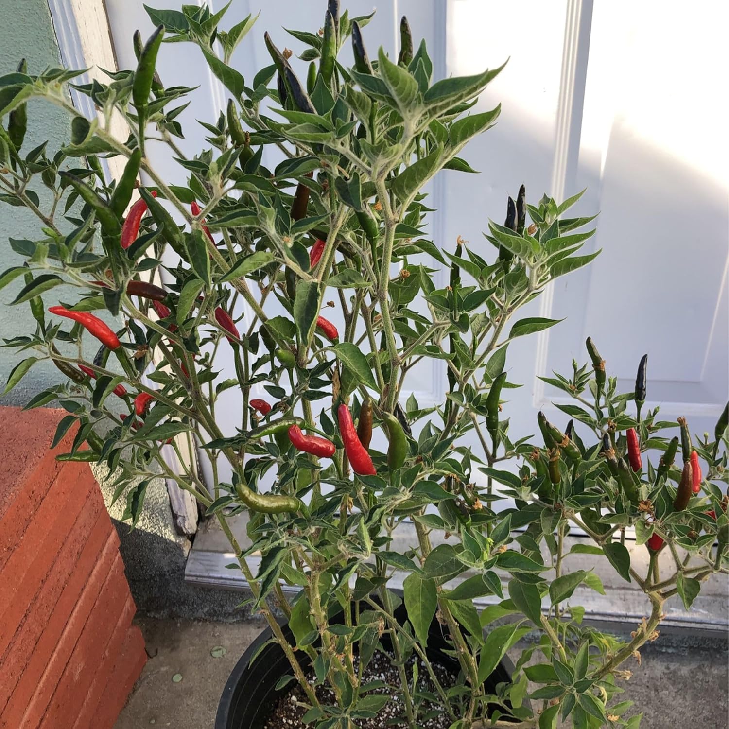 Mixed Capsicum Capsicum spp. seeds for garden planting