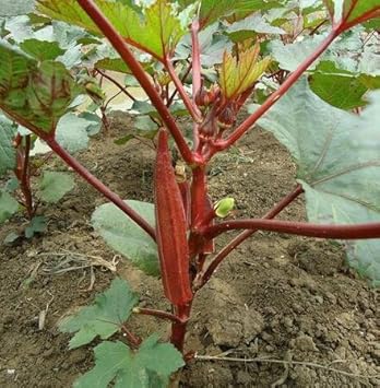 Kidney Health Okra Seeds for Planting heirloom & Non-GMO Seeds