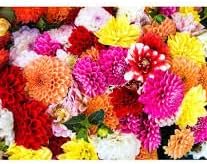 Marigold Flower Seeds for Planting ,Heirloom Seeds -100