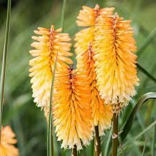 Kniphofia Flower Seeds Heirloom Non GMO Planting - 100 for planting in home garden