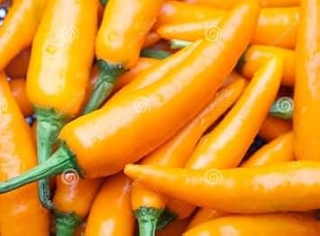 Orange Chili Seeds for Planting - 100 pcs