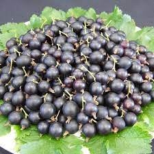 Jostaberry Fruit Seeds for Planting - Cultivating Hardy & Juicy Berries, GMO Free, Heirloom Seeds