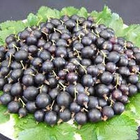 Jostaberry Fruit Seeds for Planting - Cultivating Hardy & Juicy Berries, GMO Free, Heirloom Seeds