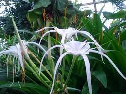Heirloom Hymenocallis Flower Seeds, Non-GMO Spider Lily Blooms for Elegant Garden Planting