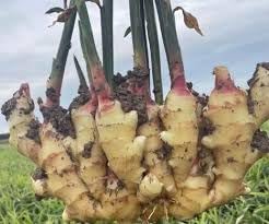 Perennial Ginger Vegetable Seeds for Planting - 100 pcs
