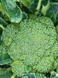 Broccoli Vegetable Seeds for Planting - 100 pcs