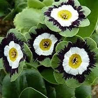 Organic Heirloom Non-GMO Brown Primula Auricula Seeds for Planting – Garden Blooms
