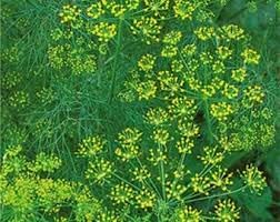 Aromatic Plants and Vegetable Seeds for Planting - 100 pcs