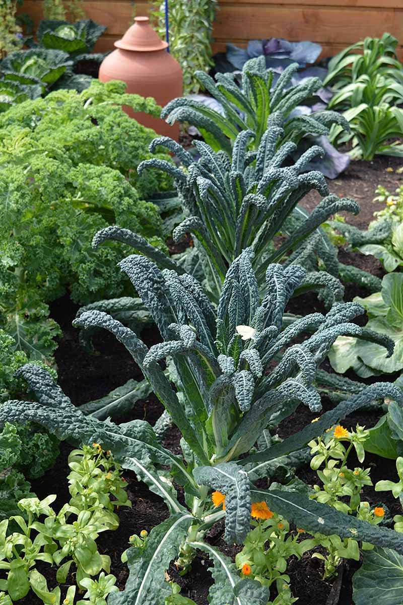 Lacinato Kale Brassica oleracea seeds for garden planting