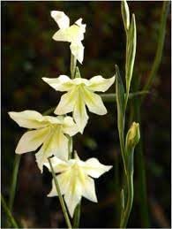 Non-GMO Gladiolus Tristis Flower Seeds for Garden Planting – Fragrant Blooms