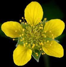 Heirloom Urbanum Flower Seeds for Garden Planting, Non-GMO, Geum Blooms for Cottage Gardens