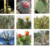 Heirloom Samen Kakteen Plant Seeds, Non-GMO, Rare Cactus Variety for Indoor or Desert Gardens