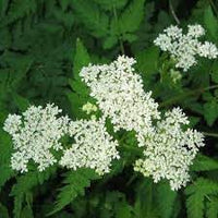 Heirloom Non-GMO Sweet Cicely Flower Seeds for Planting – Aromatic Blooms for Shade Garden - Non-GMO for planting in home garden