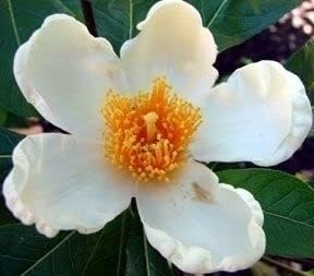 Orange White Camellia Flower Seeds – Non-GMO, for Garden Planting